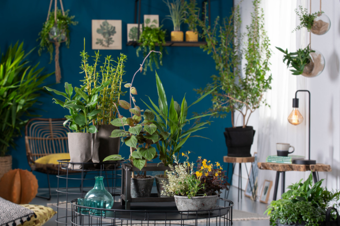 Indoor Kräuter: Kräuter als Zimmerpflanzen - geht das? - Carprnews.de