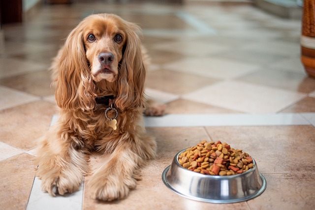412738 - Die optimale Ernährung für Hunde-ein kleiner Ratgeber